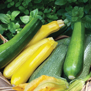 Colors of Zucchini
